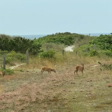 Beachfront With Sea View And Wild Nature